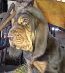 Bloodhound pup 1
